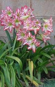 Growing Amaryllis Indoors And Out 2013 Amaryllis Plant Amaryllis Amaryllis Flowers