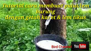 Menggunakan lidi dan pulut / lem. Cara Membuat Pulut Burung Dari Lem Tikus Membuat Itu