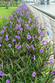 How To Grow And Care For Mexican Petunias Ruellia Simplex Flowering Shade Plants Petunia Flower Drought Tolerant Plants
