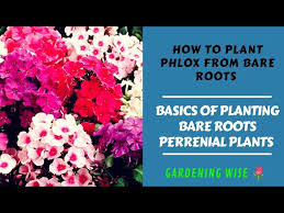 It tolerates light foot traffic. Basics Of Planting Bare Roots Part 3 Growing Phlox From Bareroots Perrenial Flowering Plant Youtube