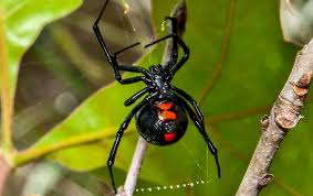 Why the male black widow is a real home wrecker | deep look. 10 Spiders To Watch For In Iowa Helpful Pest Facts From Pest Pro