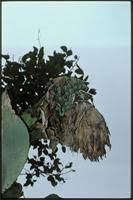 Image result for Ensete gilletii