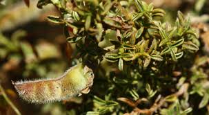 Image result for Priva curtisiae