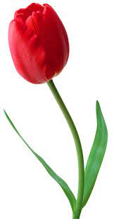 Large Png Red Tulip Clipart Red Tulips Tulip Clipart Flowers