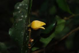 Image result for Xylopia odoratissima