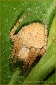 Image result for Centema subfusca