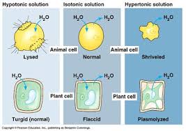 Dermal, airway, mammary, bladder, oral, prostate cells and media Cell Culture Confusion Misleading People With Petri Dishes And By Eclectic Science Medium