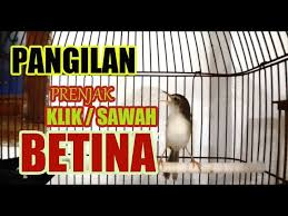 Download lagu mp3 & video: Download Suara Burung Cici Kelik Mp3 Mp4 3gp Flv Download Lagu Mp3 Gratis