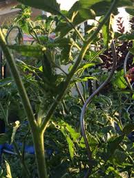 Tomaten ausgeizen hat gleich mehrere unterschiedliche gründe. Tomatenpflanzen Tipps Zum Setzen Pflegen Und Schneiden