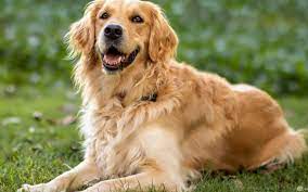 الدلالات الفقهية والنفسية لرؤية الكلب في المنام موقع مصري in 2021 golden retriever dogs golden retriever retriever