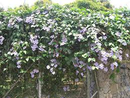 Image result for Thunbergia mildbraediana