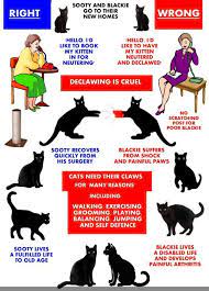 Declawing Is Cruel Cat Care Kittens Crazy Cats