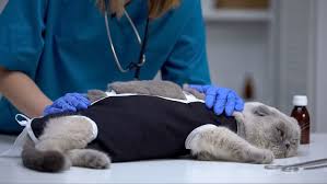 Die antwort auf einen blick für all diejenigen, die nur wissen wollen, wann sie den termin beim tierarzt machen sollen, hier das wichtigste in aller kürze: Katze Kastrieren Mit Diesen Kosten Mussen Sie Rechnen