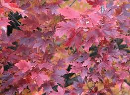 The sugar maple has two cultivars, plus two related species that thrive in the south. Yard And Garden Trees Add Colorful Foliage News