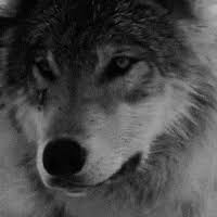 A little wolf is all. Wolf Looking Around Animal Gif Avatar