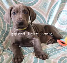 Great Lake Danes- Specializing in Blue Great Danes