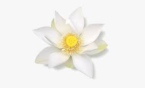 Are you searching for white lotus png images or vector? White Lotus Png Transparent Png Kindpng