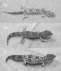 Leopard Geckos With Different Body Condition Scores Bcs A
