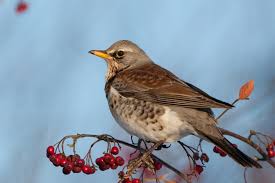 Die wacholderdrossel (turdus pilaris) ist eine vogelart aus der familie der drosseln (turdidae). Wacholderdrossel Naturpfade Digital