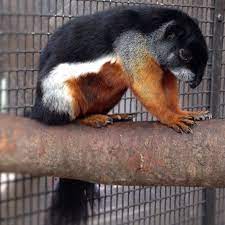 Prevost S Squirrel Animals Wild Squirrel Cute Animals