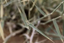 Image result for Centropodia