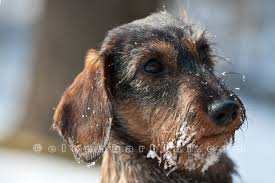 Dachshund puppies for sale, dachshund dogs for adoption and dachshund dog breeders. Wire Haired Dachshund Puppies Alabama Bmo Show