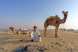 Our driver was on time and we set out for the great thar desert of india. Camel Safaris In Jaisalmer And Bikaner What To Know