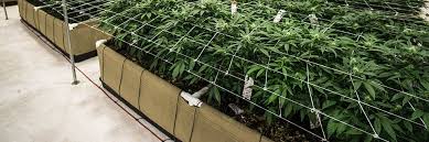 Maybe you would like to learn more about one of these? Raised Beds Cannabis Fabric Pots