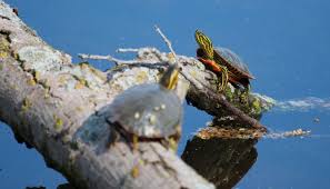 Turtle Basking A Complete Explanation All Turtles