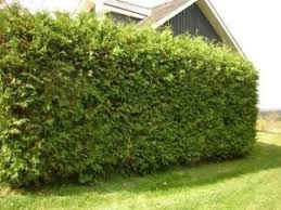 Check spelling or type a new query. Eastern White Cedar H Richardson Farms Ltd