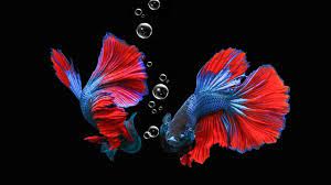 Check spelling or type a new query. 12 Arti Mimpi Ikan Cupang Pertanda Baik Dan Buruk Ragam Bola Com