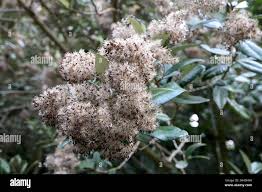 Image result for Tarchonanthus camphoratus