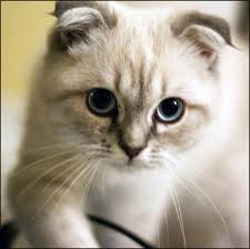 Ucretsiz Scottish Fold
