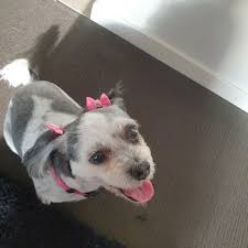 Loss of a beloved pet, Lulu