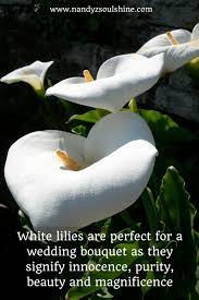 How To Speak The Language Of Flowers Effectively Lily Images Calla Lily Calla Lillies