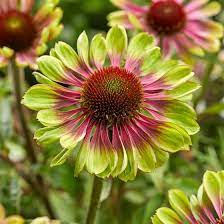 Green Twister Echinacea In 2021 Echinacea Echinacea Purpurea Perennials