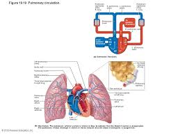 monitoring circulatory efficiency ppt video online download