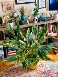 Shell ginger plant indoor care. Variegated Shell Ginger Houseplants