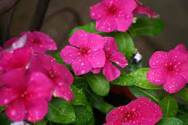 I can find it in the little things, like looking out into my backyard and seeing deer in the fields. Our Favorite Deer Resistant Plants Strange S Florists Greenhouses And Garden Centers Richmond Va