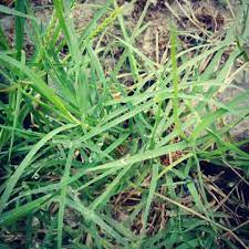 Dibandingkan rumput jenis lain seperti rumput teki. Panji Kinasih Suket Grinting Atau Rumput Grinting Juga Facebook