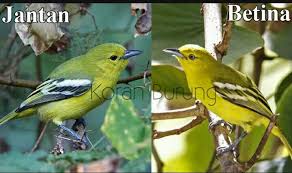 Burung sirtu atau burung cipoh memiliki banyak peminat dari kalangan penghobi burung indonesia, karena selain dapat berkicau dengan indah, burung sirtu tergolong jenis burung yang cukup mudah dalam merawatnya. Burung Eksotis Cipoh Kacat Aegithina Tiphia Adalah Facebook