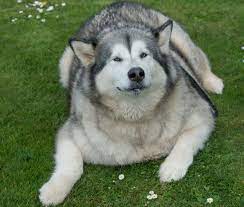 You can find natural balance online or at your local pet specialty store. Fat Dog George Gorged On Pasties And Pies Bbc News