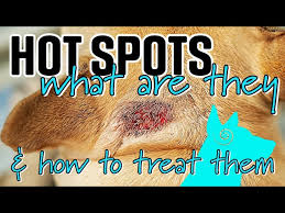 Image result for hotspot dogs