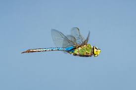 Black And Yellow Dragonfly California Bay Nature Magazine Why Do Dragonflies Swarm