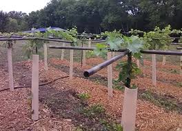 Not wood for this grape arbor, but rebar! Grape Halos Diy Grape Growing Stakes Winemakermag Com