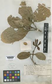 Image result for Gardenia resinifera