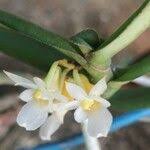 Image result for Calyptrochilum