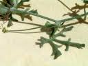 Image result for Corallocarpus welwitschii