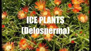 Image result for Delosperma spp.