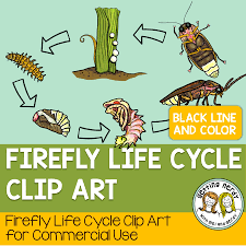 Firefly Life Cycle